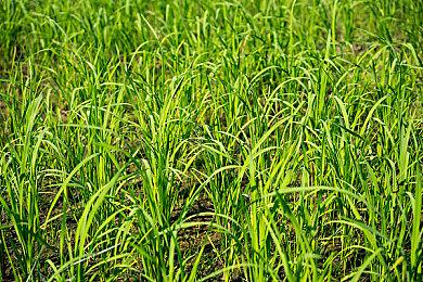 E3：联动加勒比海盗《盗贼之海：海盗生活》公布