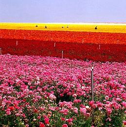 网易武侠冒险RPG《射雕》PV公布 黄药师大战欧阳锋